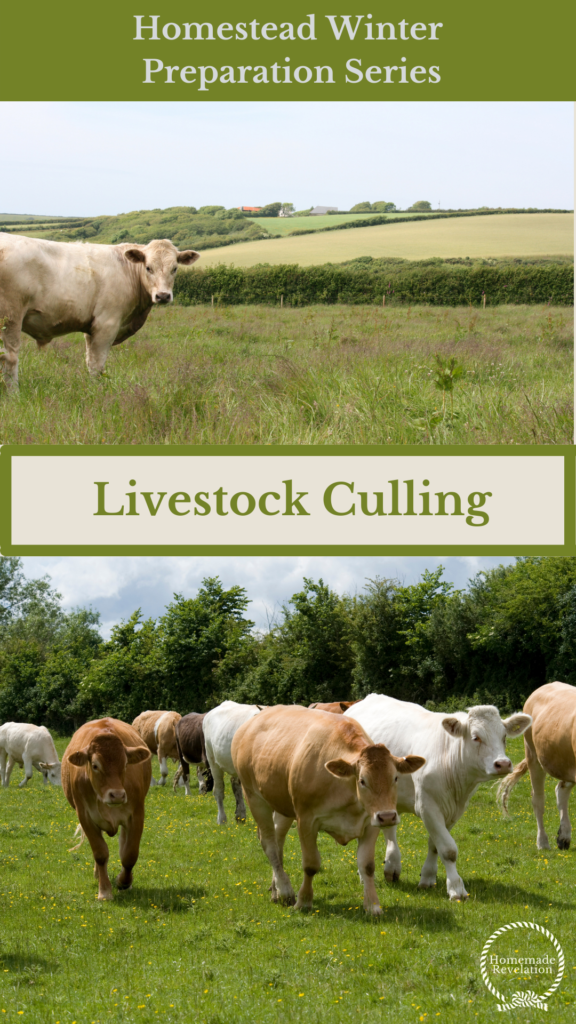 Why is culling livestock the best choice for your homestead? | The  Homestead Education